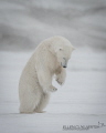   This young male bear attempts hunt his first season ice. He had seen done mother she was still around distance. ice distance  